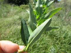 Euphorbia semivillosa