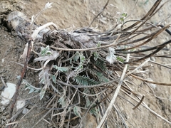 Galegeae