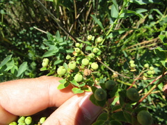 Euphorbia semivillosa