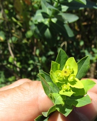 Euphorbia semivillosa