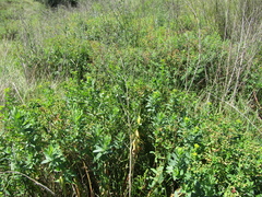 Euphorbia semivillosa