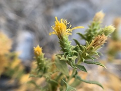 Hazardia brickellioides