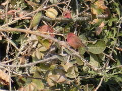 Lagonosticta senegala