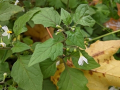 Solanum nigrum