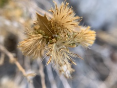 Hazardia brickellioides