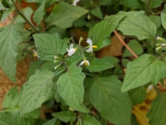 Solanum nigrum