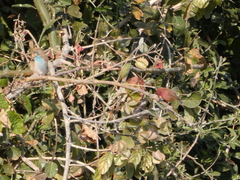 Lagonosticta senegala