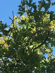 Platanus orientalis