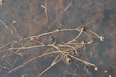 Potamogeton sibiricus