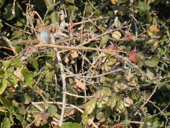 Lagonosticta senegala