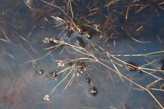 Potamogeton sibiricus