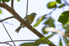 Hylophilus thoracicus