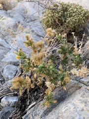 Hazardia brickellioides