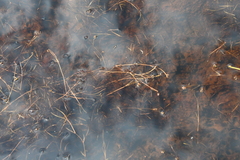 Potamogeton sibiricus