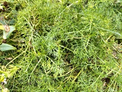 Leucanthemum pluriflorum