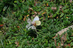 Colias phicomone