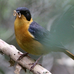 Cossypha dichroa dichroa