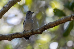 Thamnophilus ambiguus