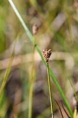 Carex holostoma