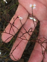 Symphyotrichum depauperatum
