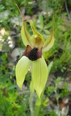 Caladenia macrostylis