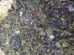 Symphyotrichum depauperatum