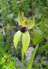 Caladenia macrostylis