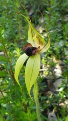 Caladenia macrostylis