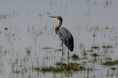 Ardea goliath
