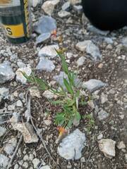 Galphimia angustifolia