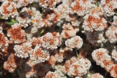 Eriogonum parvifolium