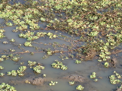 Ludwigia adscendens diffusa