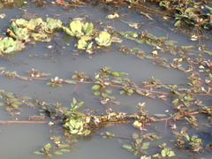 Ludwigia adscendens diffusa