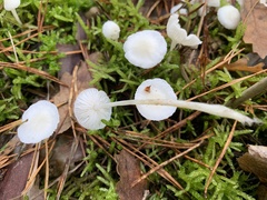 Hemimycena lactea