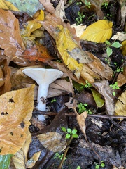 Clitocybaceae