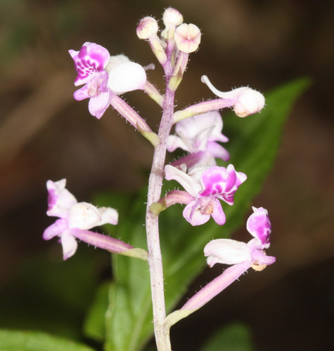 Cynorkis ridleyi