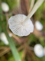 Hemimycena lactea