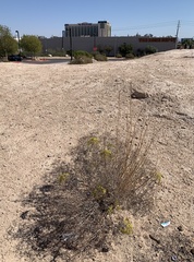 Eriogonum corymbosum nilesii