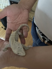 Correlophus ciliatus