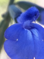 Salvia azurea