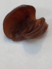 Auricularia