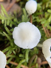 Hemimycena lactea