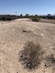 Eriogonum corymbosum nilesii