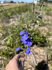 Salvia azurea