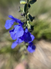 Salvia azurea
