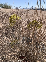 Eriogonum corymbosum nilesii
