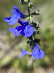 Salvia azurea