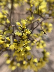 Eriogonum corymbosum nilesii