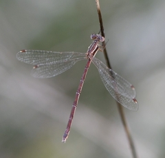 Lestes virens virens