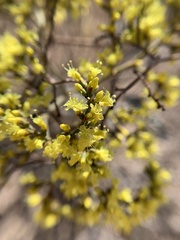 Eriogonum corymbosum nilesii